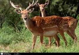 گوزن ایرانی